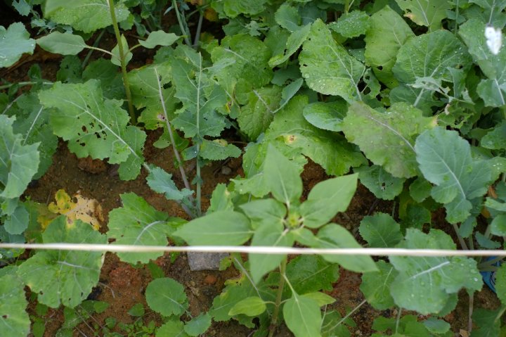 DSCF6373.JPG